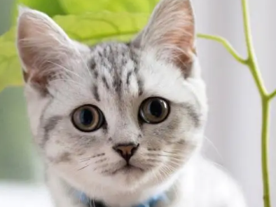 赛级猫是什么意思？来了解下吧
