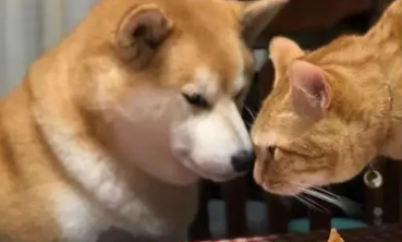 猫条狗狗可以吃吗