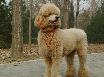 巨型贵宾犬活几年