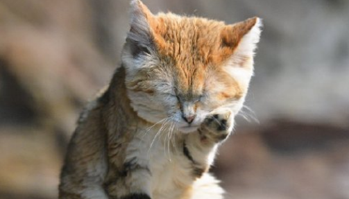 猫为什么喜欢用手洗脸？还有很多人不知道。