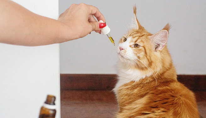 猫用鱼油狗狗可以吃吗?