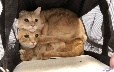 猫鬼情未了！病重橘猫强行“越狱”，只为守着同伴的骨灰盒