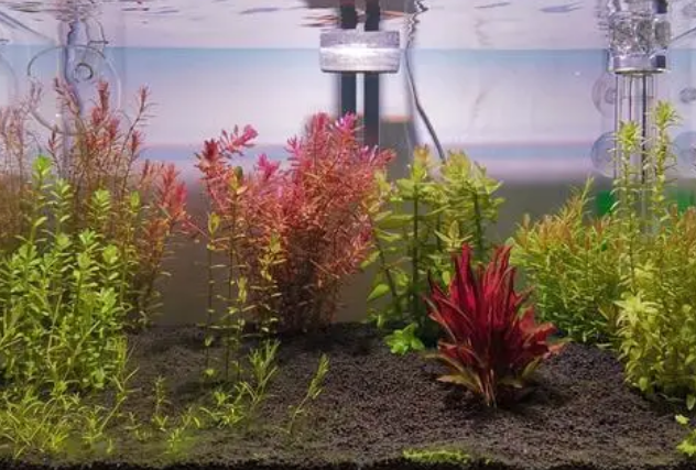 鱼缸水浑浊怎么处理解决