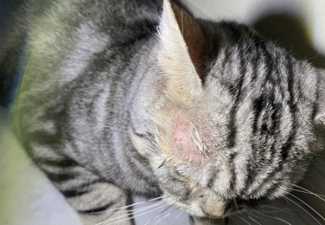 猫怎么会突然得猫癣?这里可以了解~ 猫怎么会突然得猫癣?这里可以了解~