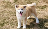 秋田犬幼犬怎样看品相？挑选需知~