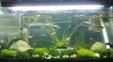 鱼缸养水草需要加温吗