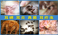 狗狗得耳螨症状