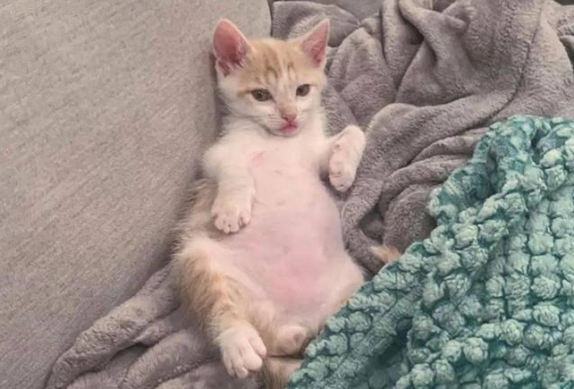 害羞小猫胆小到不敢下床,热情大猫彻底改变他! 害羞小猫胆小到不敢下床,热情大猫彻底改变他!