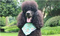 巨贵多少钱一只 贵宾犬