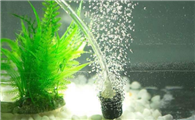 锦鲤鱼池增氧方法