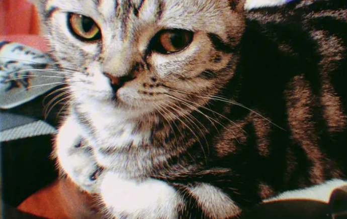 猫咪夏天揣手手什么意思？有什么特殊含义吗？