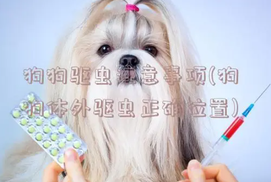 狗狗体外驱虫要多久