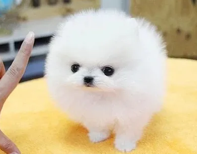 宠物茶杯犬的品种及价格