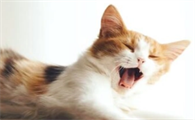 猫咪咳嗽怎么用药