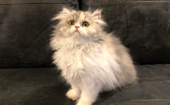 高地猫体型