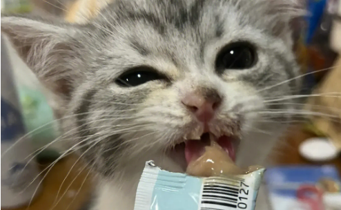 怀孕的猫咪可以吃猫条吗