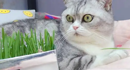 猫草多久发芽