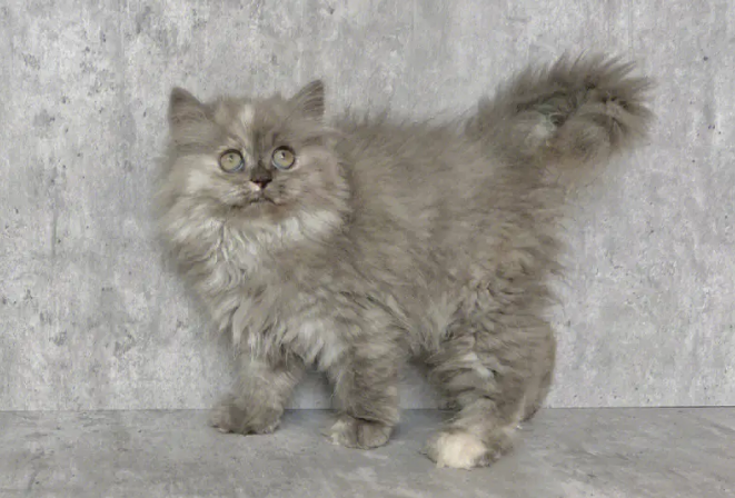 高地猫怎么养