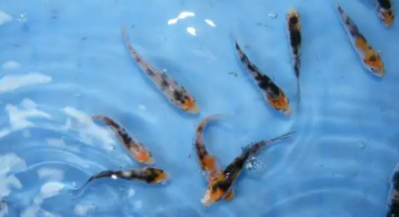 家里鱼缸水怎么调 家里鱼缸水怎么调