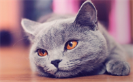 猫能不能打?不知道的来看看!