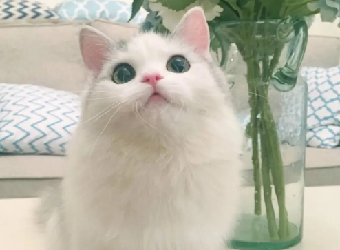 猫咪头两侧为什么秃了?铲屎官来了解下吧 猫咪头两侧为什么秃了?铲屎官来了解下吧