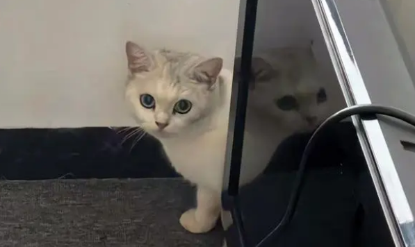 骨瘦如柴的流浪猫，捡回家后发现它竟是只金渐层