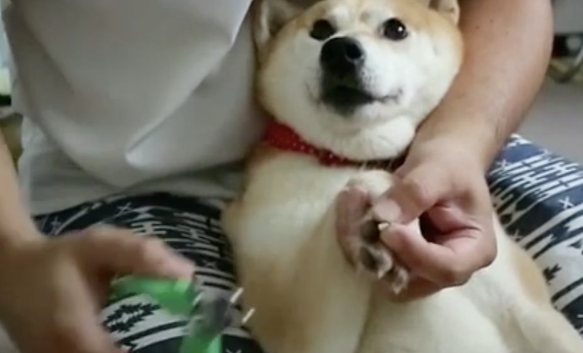 用指甲剪给狗狗剪指甲可以吗