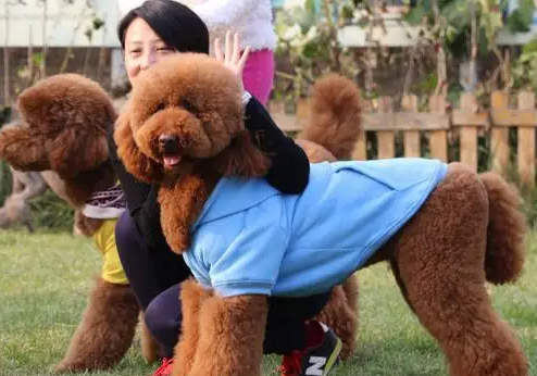 巨型贵宾贵吗
