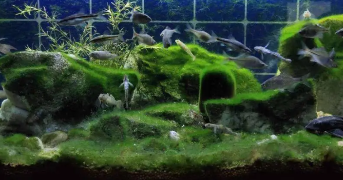 养鱼水草哪里有