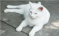 猫尿血多久会死?快来看看吧
