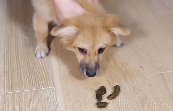 狗狗便便有粘液的原因，你知道吗？