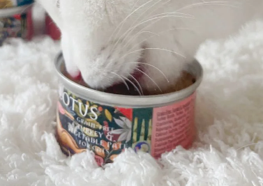 LOTUS加拿大璐特思,给予猫咪全方位呵护 LOTUS加拿大璐特思,给予猫咪全方位呵护