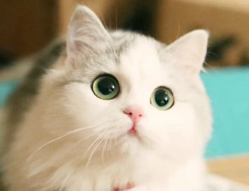 猫中暑了多久能恢复？这里可以了解~