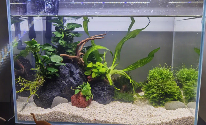 什么水草可以净化鱼缸