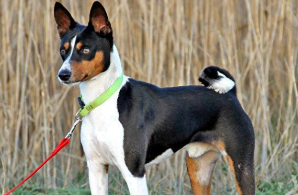 巴仙吉犬细小病毒怎么预防,你们都清楚吗? 巴仙吉犬细小病毒怎么预防,你们都清楚吗?