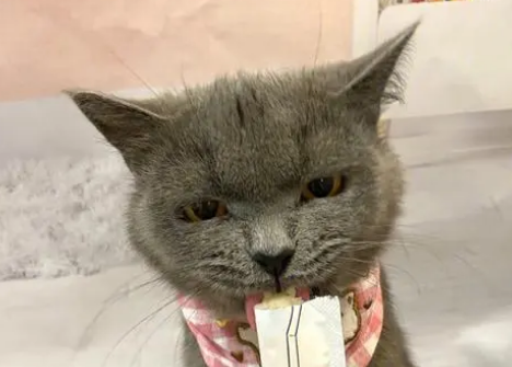 猫一天吃多少猫条合适