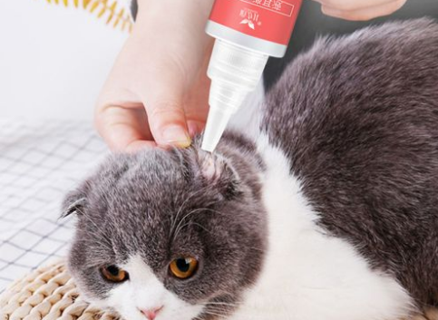 猫咪如何去耳螨