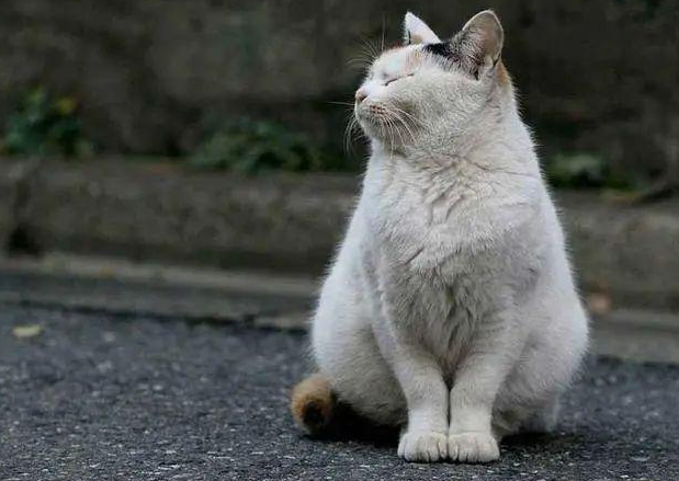 没人性!住户14天摔死7只流浪猫,利用猫咪亲人特性,将其诱拐 没人性!住户14天摔死7只流浪猫,利用猫咪亲人特性,将其诱拐