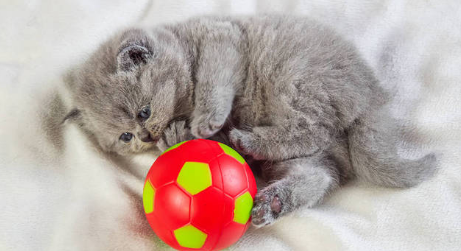 猫为什么对圆球那么敏感?速速来get 猫为什么对圆球那么敏感?速速来get