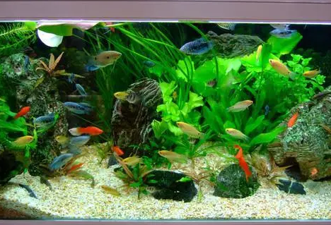 鱼缸水草光照时间