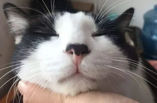 猫的鼻屎能不能抠？有必要了解一下！