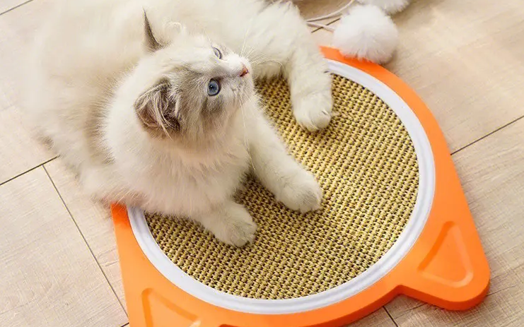 猫要买猫抓板吗