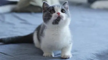 矮脚猫一只大概多少钱