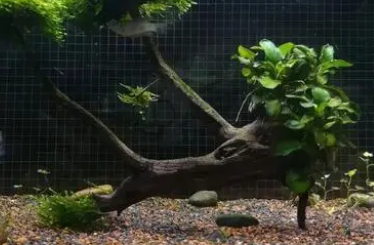 鱼缸水质怎么清理