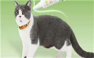 养猫怎么给家里杀虫?铲屎官须知!