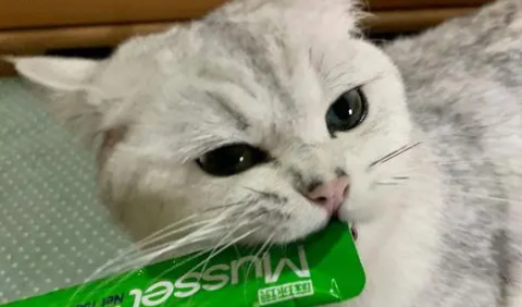 便宜的猫条能吃吗