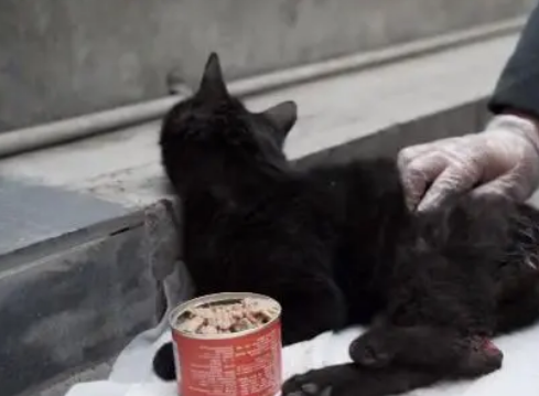 4处骨折,多处受伤的流浪猫,不知经历了多少磨难终于遇到对的人 4处骨折,多处受伤的流浪猫,不知经历了多少磨难终于遇到对的人
