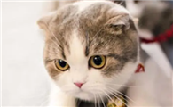 猫脑子里天天在想什么