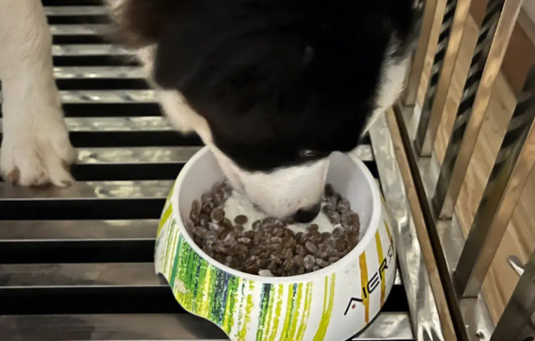 狗狗益生菌品牌 狗狗益生菌品牌