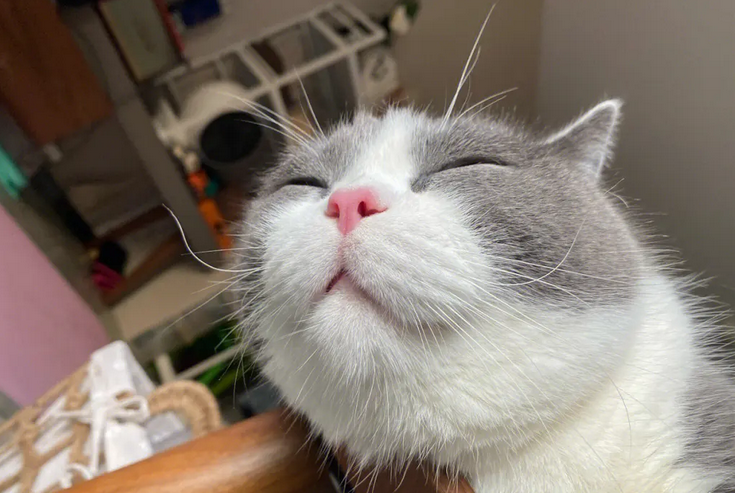 猫牙齿断了一半怎么办？还好再长起来吗？
